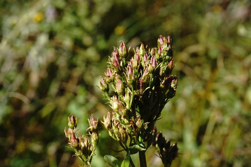 Hypericum tetrapterum (Square Stemmed Saint John's Wort)