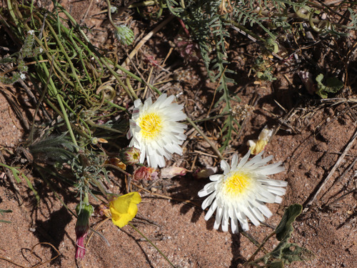 Malacothrix glabrata (desert dandelion) (alternate view 6)