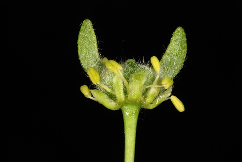 Acer pseudoplatanus (sycamore maple) (alternate view 11)