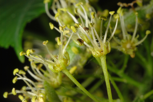 Acer pseudoplatanus (sycamore maple) (alternate view 12)