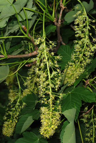 Acer pseudoplatanus (sycamore maple) (alternate view 14)