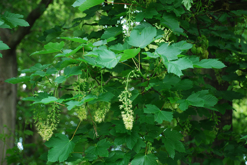 Acer pseudoplatanus (sycamore maple) (alternate view 15)