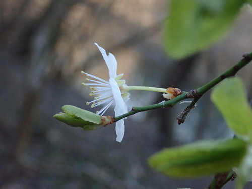Prunus cerasifera (purple leaf plum, cherry plum) (alternate view 2)