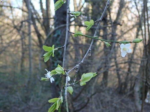 Prunus cerasifera (purple leaf plum, cherry plum) (alternate view 3)
