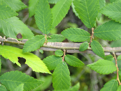 Ulmus alata (Winged Elm) (alternate view 4)