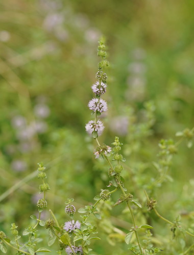 Mentha pulegium (Pennyroyal) (alternate view 2)