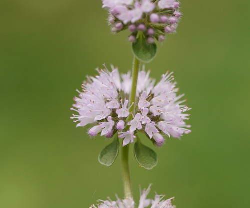 Mentha pulegium (Pennyroyal)
