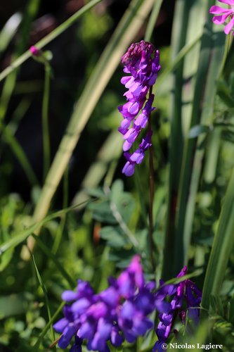 Vicia villosa (woolly vetch) (alternate view 2)