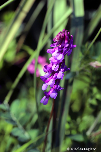 Vicia villosa (woolly vetch)