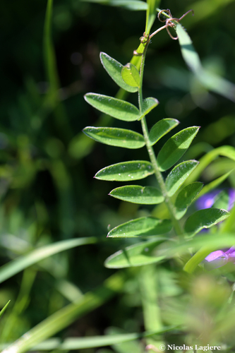 Vicia villosa (woolly vetch) (alternate view 3)