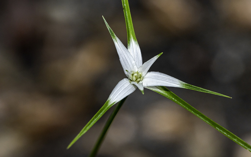 Rhynchospora colorata (White-Top Sedge)