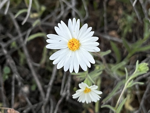 Layia glandulosa (whitedaisy tidytips) (alternate view 4)