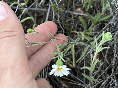 Layia glandulosa (whitedaisy tidytips) (alternate view 5)