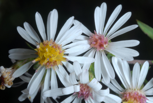 Symphyotrichum racemosum (Small White Aster)