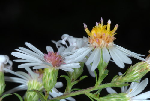 Symphyotrichum racemosum (Small White Aster) (alternate view 2)