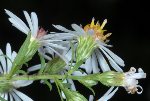 Symphyotrichum racemosum (Small White Aster) (alternate view 3)