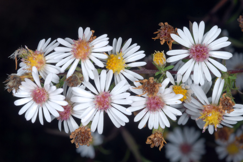 Symphyotrichum racemosum (Small White Aster) (alternate view 4)
