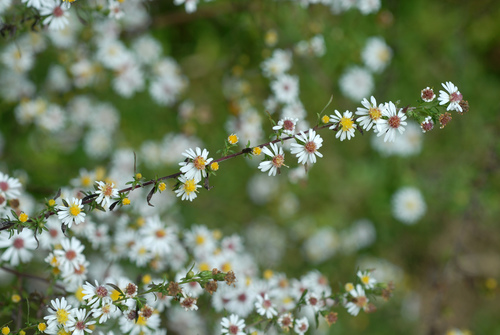 Symphyotrichum racemosum (Small White Aster) (alternate view 5)