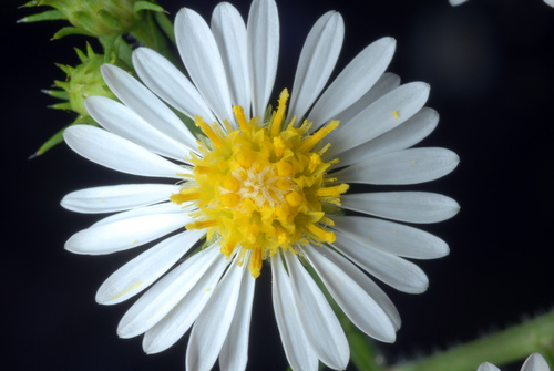 Symphyotrichum pilosum (hairy white oldfield aster)