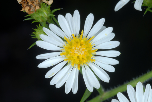 Symphyotrichum pilosum (hairy white oldfield aster)