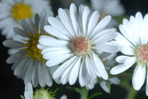 Symphyotrichum pilosum (hairy white oldfield aster)