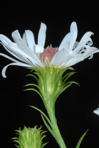 Symphyotrichum pilosum (hairy white oldfield aster)