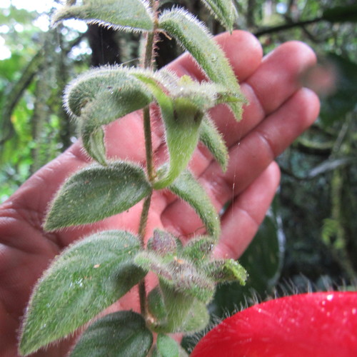 Columnea (Columnea) (alternate view 8)