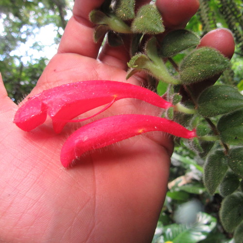 Columnea (Columnea) (alternate view 9)