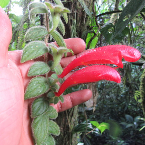 Columnea (Columnea) (alternate view 7)