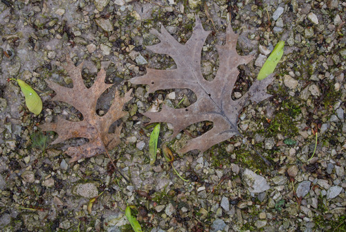 Quercus shumardii (Shumard Oak Tree) (alternate view 2)