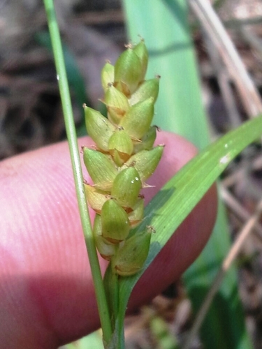 Carex flaccosperma (Blue Wood Sedge)