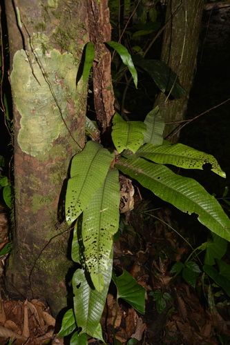 Microsorum musifolium (Crocodile Fern) (alternate view 2)