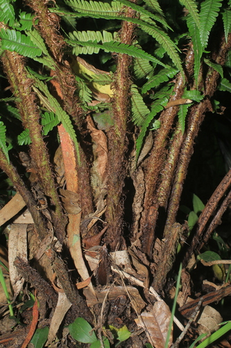 Dryopteris wallichiana (Wallich's Wood Fern)