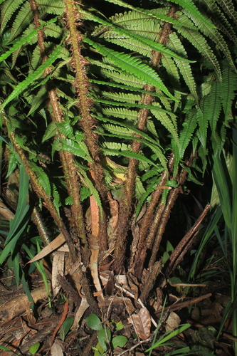 Dryopteris wallichiana (Wallich's Wood Fern)
