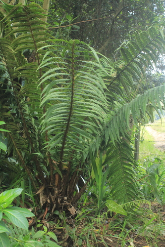 Dryopteris wallichiana (Wallich's Wood Fern)