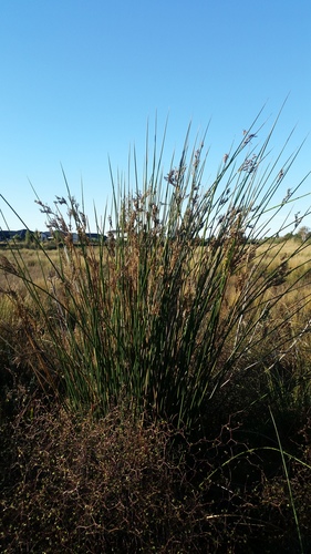 Juncus pallidus (Great Soft-rush) (alternate view 6)