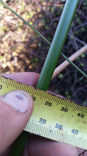 Juncus pallidus (Great Soft-rush) (alternate view 7)