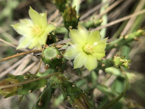 Cylindropuntia leptocaulis (Christmas cholla)