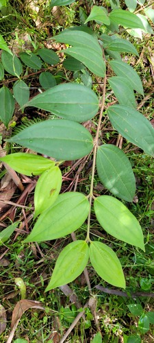 Rhodamnia rubescens (scrub turpentine) (alternate view 5)
