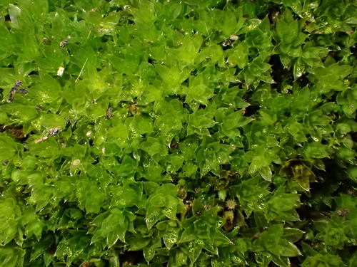Ptychostomum (alternate view 6)