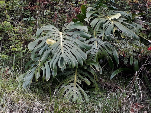 Monstera deliciosa (Swiss Cheese Plant) (alternate view 2)