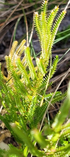 Selaginella uliginosa (Swamp Spikemoss) (alternate view 6)