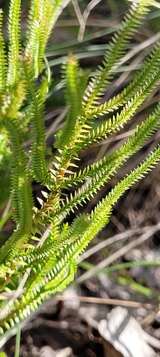 Selaginella uliginosa (Swamp Spikemoss) (alternate view 7)