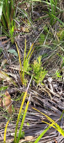 Selaginella uliginosa (Swamp Spikemoss) (alternate view 8)