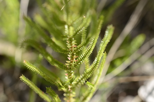 Selaginella uliginosa (Swamp Spikemoss) (alternate view 9)
