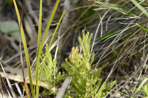 Selaginella uliginosa (Swamp Spikemoss) (alternate view 10)