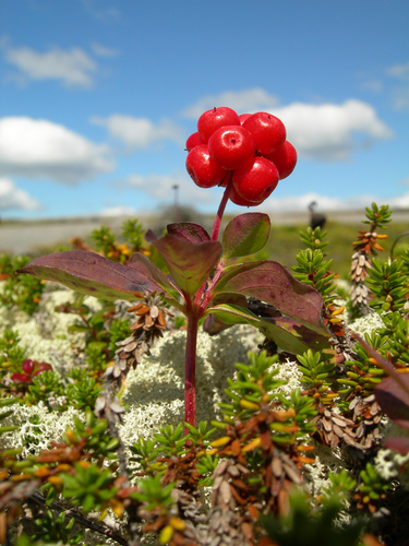 Cornus canadensis (bunchberry) (alternate view 5)