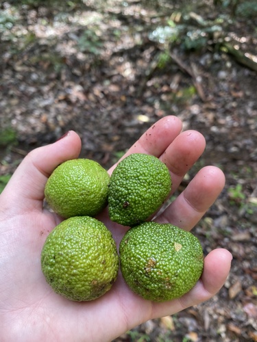 Citrus (citrus) (alternate view 5)