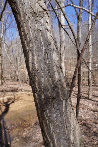 Halesia carolina (Carolina silverbell) (alternate view 3)