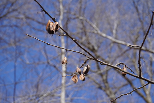 Halesia carolina (Carolina silverbell) (alternate view 4)